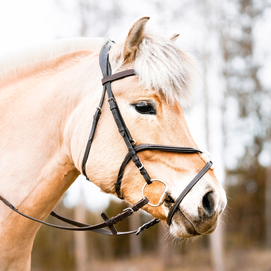 Horse Harness