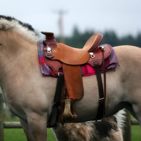 horse saddle